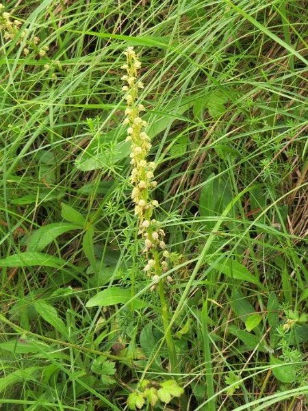 (8) Man orchid (Aceras anthropophorum).JPG